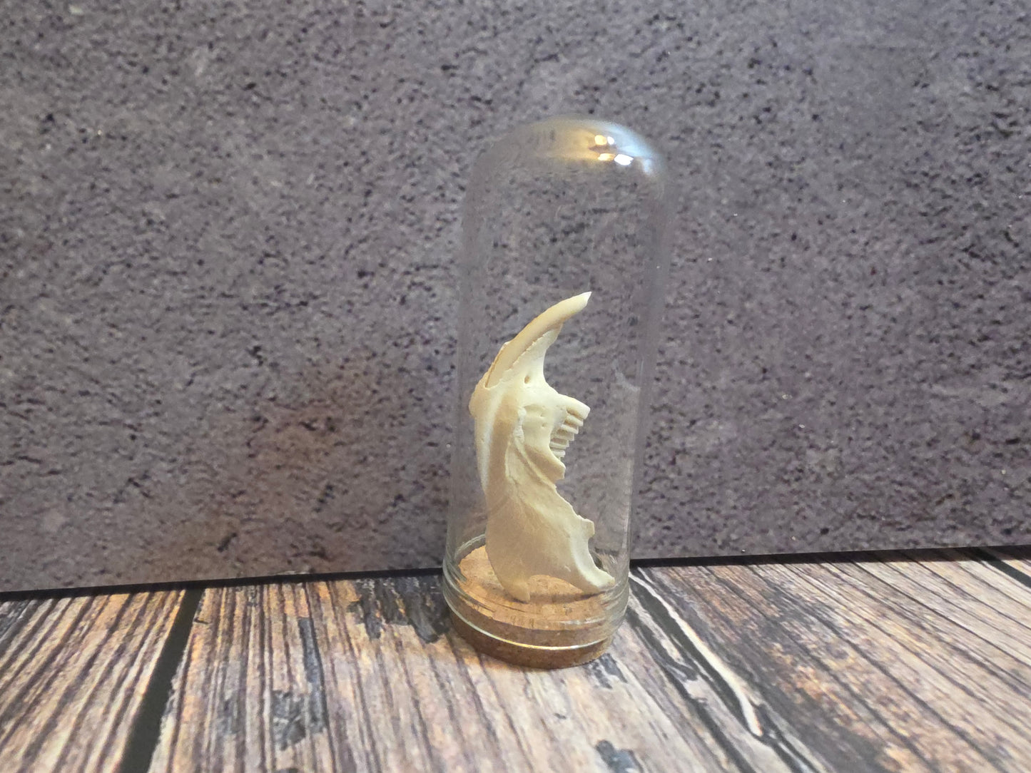 Muskrat Jawbone Curio Dome