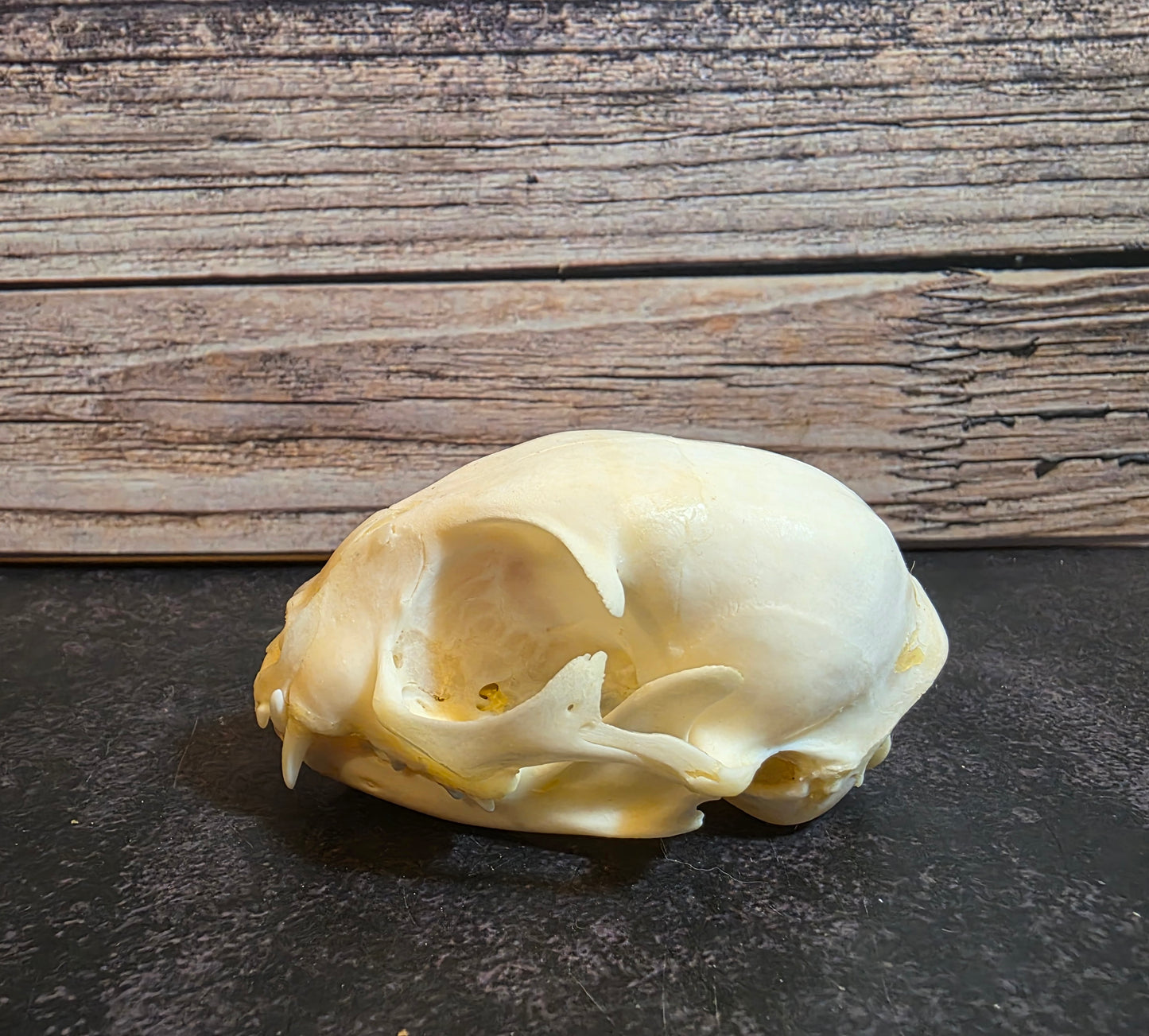 Juvenile Domestic Cat Skull