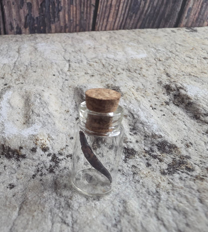 Dry Preserved Leopard Slug Curio Vial