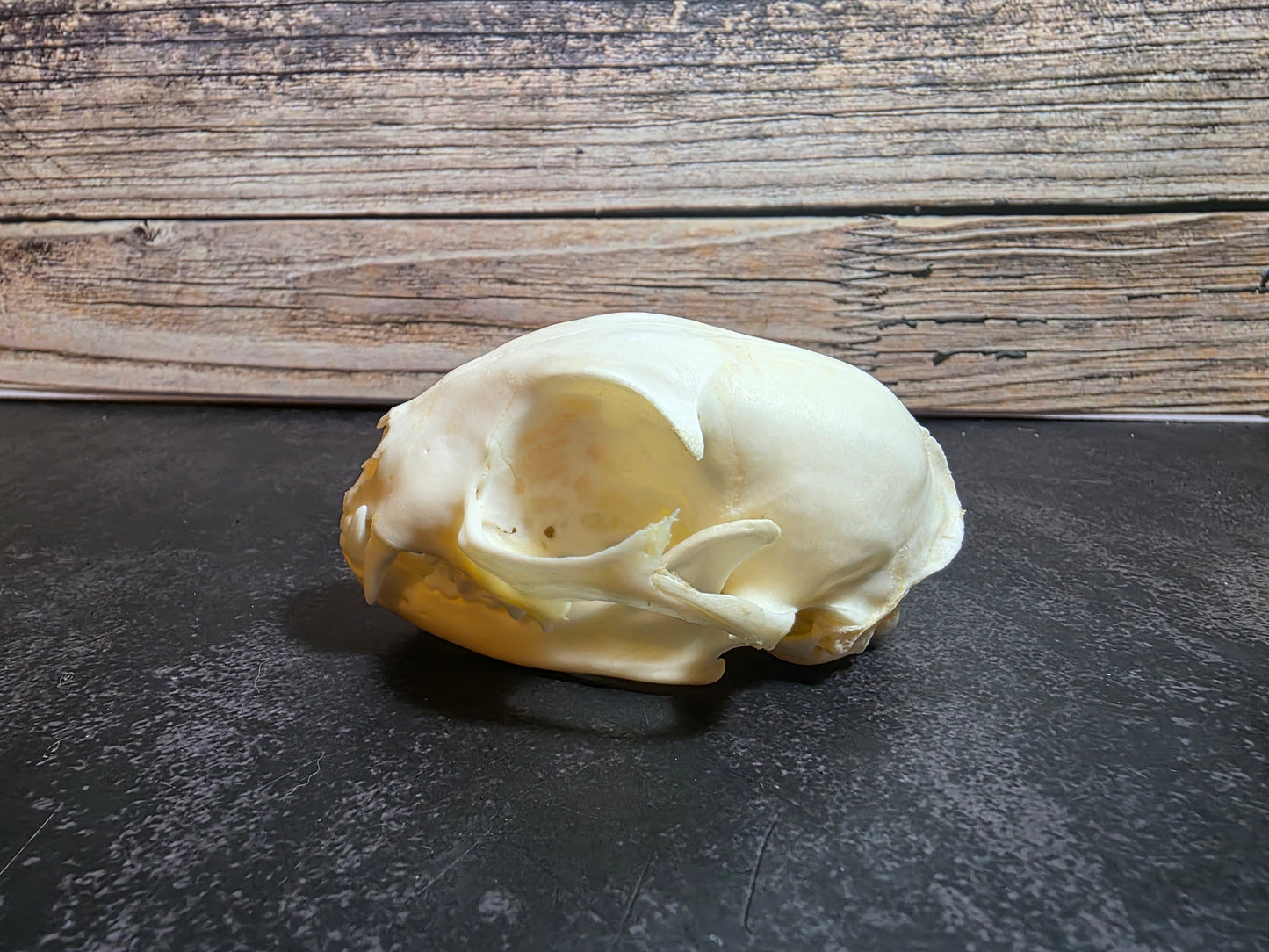 Domestic Cat Skull