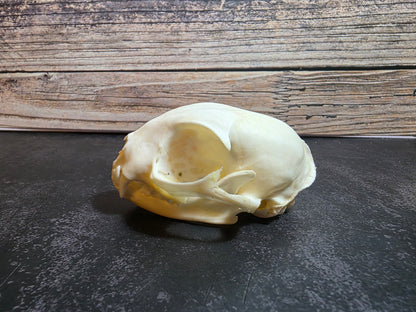 Domestic Cat Skull