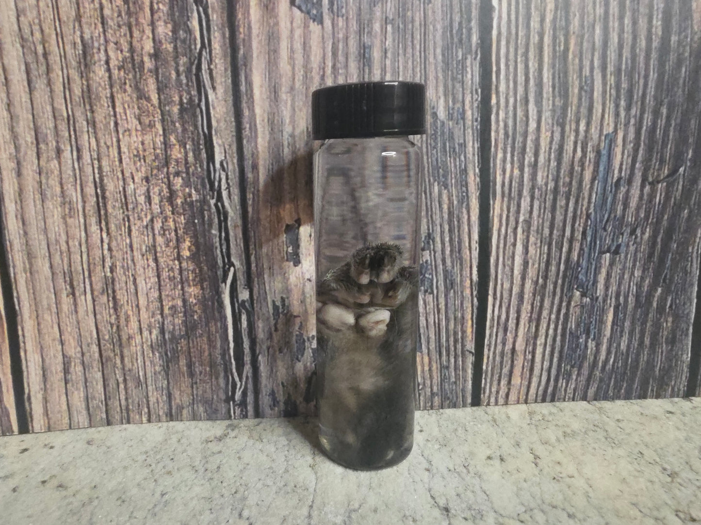 Squirrel Paw Wet Specimen