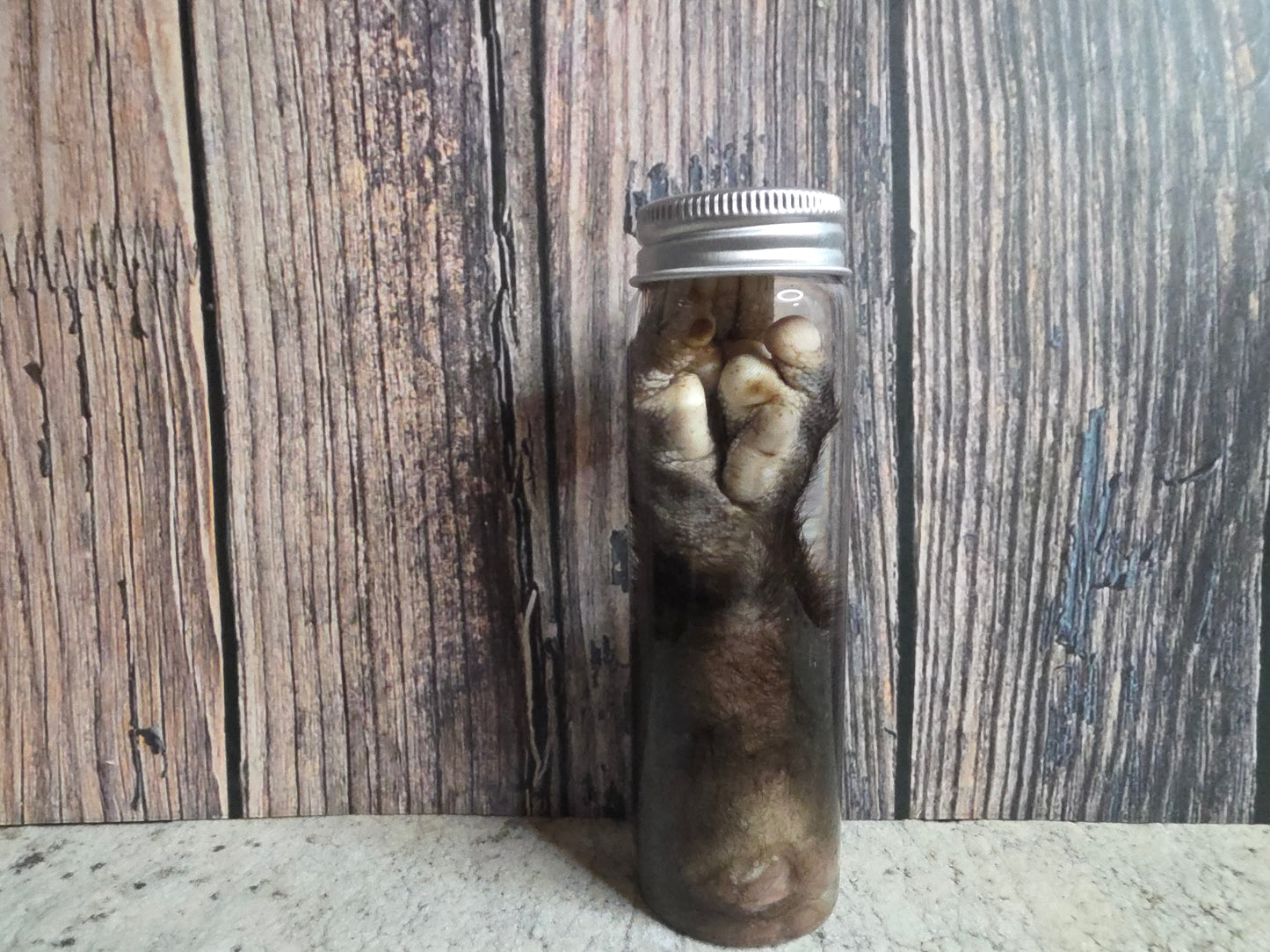 Virginia Opossum Back Paw Wet Specimen