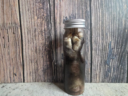 Virginia Opossum Back Paw Wet Specimen