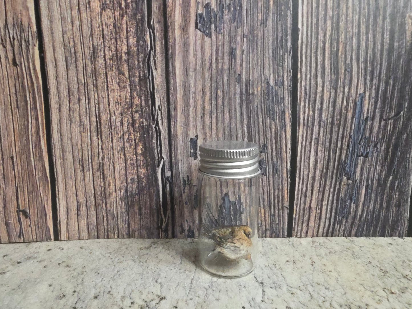 Dry Preserved Squirrel Nose Curio Vial