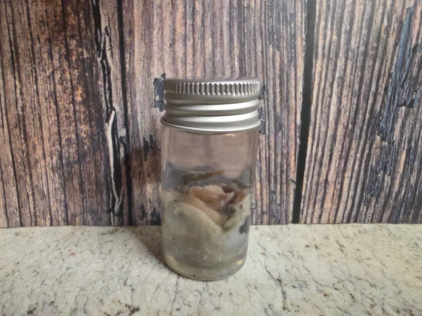 Imperfect Virginia Opossum Testicles Wet Specimen (#2)