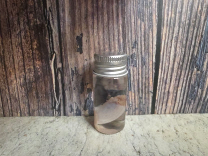 Imperfect Squirrel Testicle Wet Specimen
