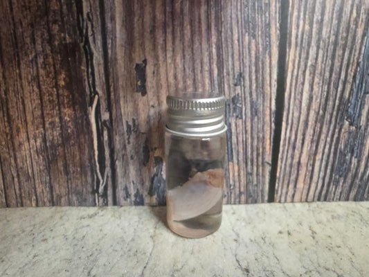 Imperfect Squirrel Testicle Wet Specimen