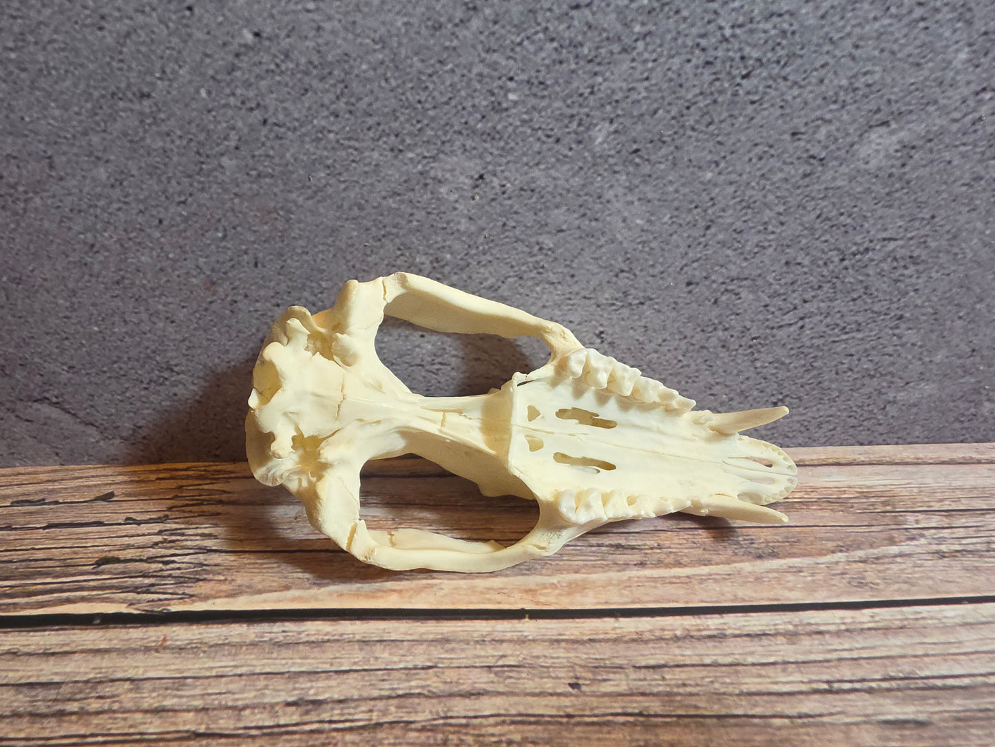 Imperfect Virgina Opossum Skull (LG Upper)