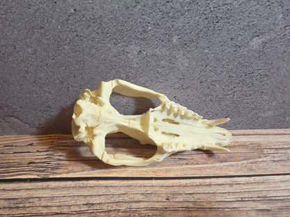 Imperfect Virgina Opossum Skull (LG Upper)