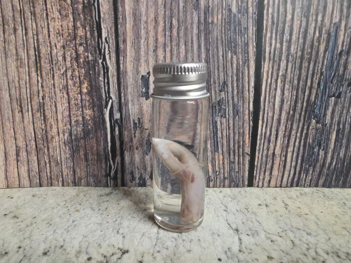 Squirrel Penis Wet Specimen (#1)