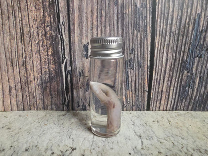 Squirrel Penis Wet Specimen (#1)