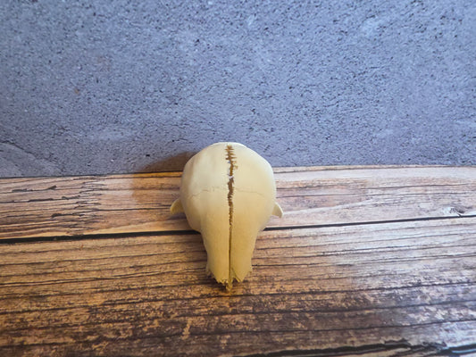 Partial Adolescent Raccoon Skull