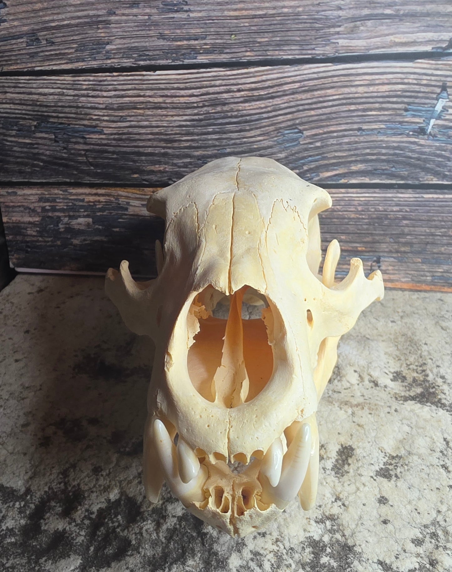 Black Bear Skull (Missing Incisors)