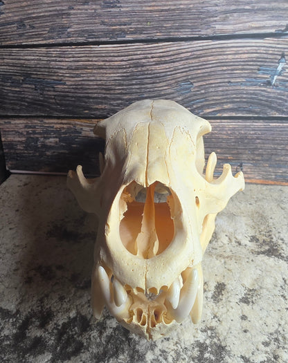 Black Bear Skull (Missing Incisors)