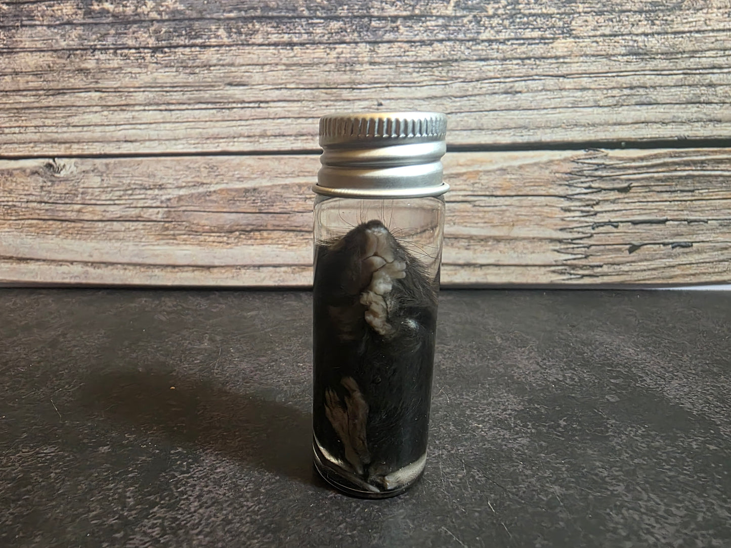 Fuzzy Dark Mouse Wet Specimen Vial