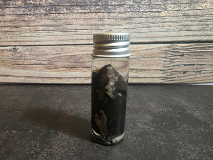 Fuzzy Dark Mouse Wet Specimen Vial