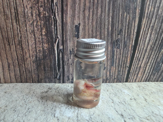 Red Fox Testicle Wet Specimen