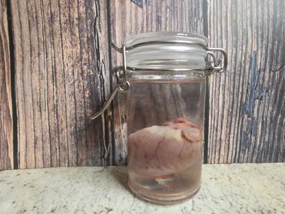Domestic Siamese Cat Heart Wet Specimen