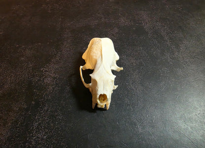 Craft Grade Mink Skull (Upper)