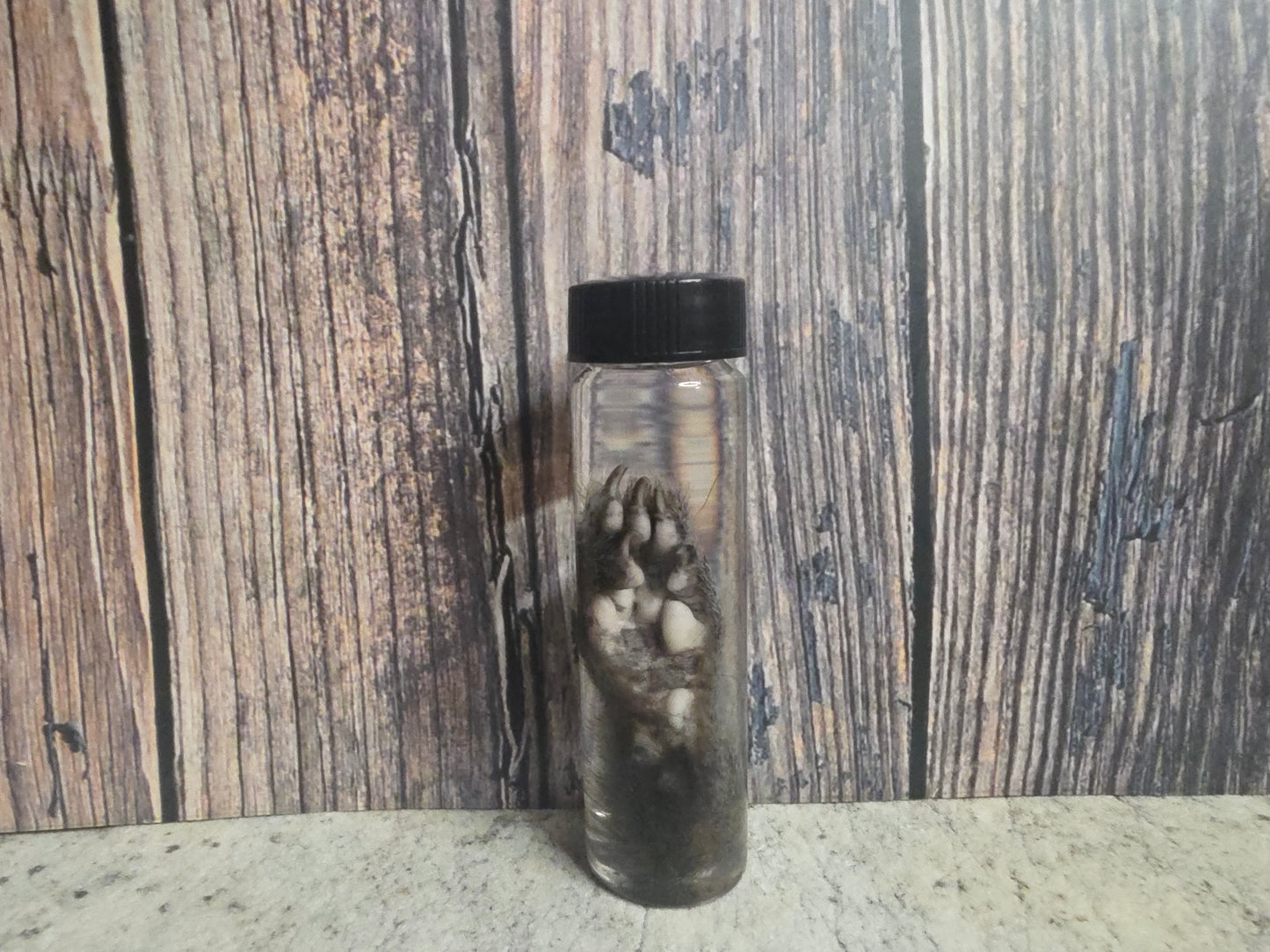 Squirrel Paw Wet Specimen