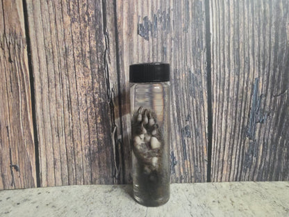 Squirrel Paw Wet Specimen