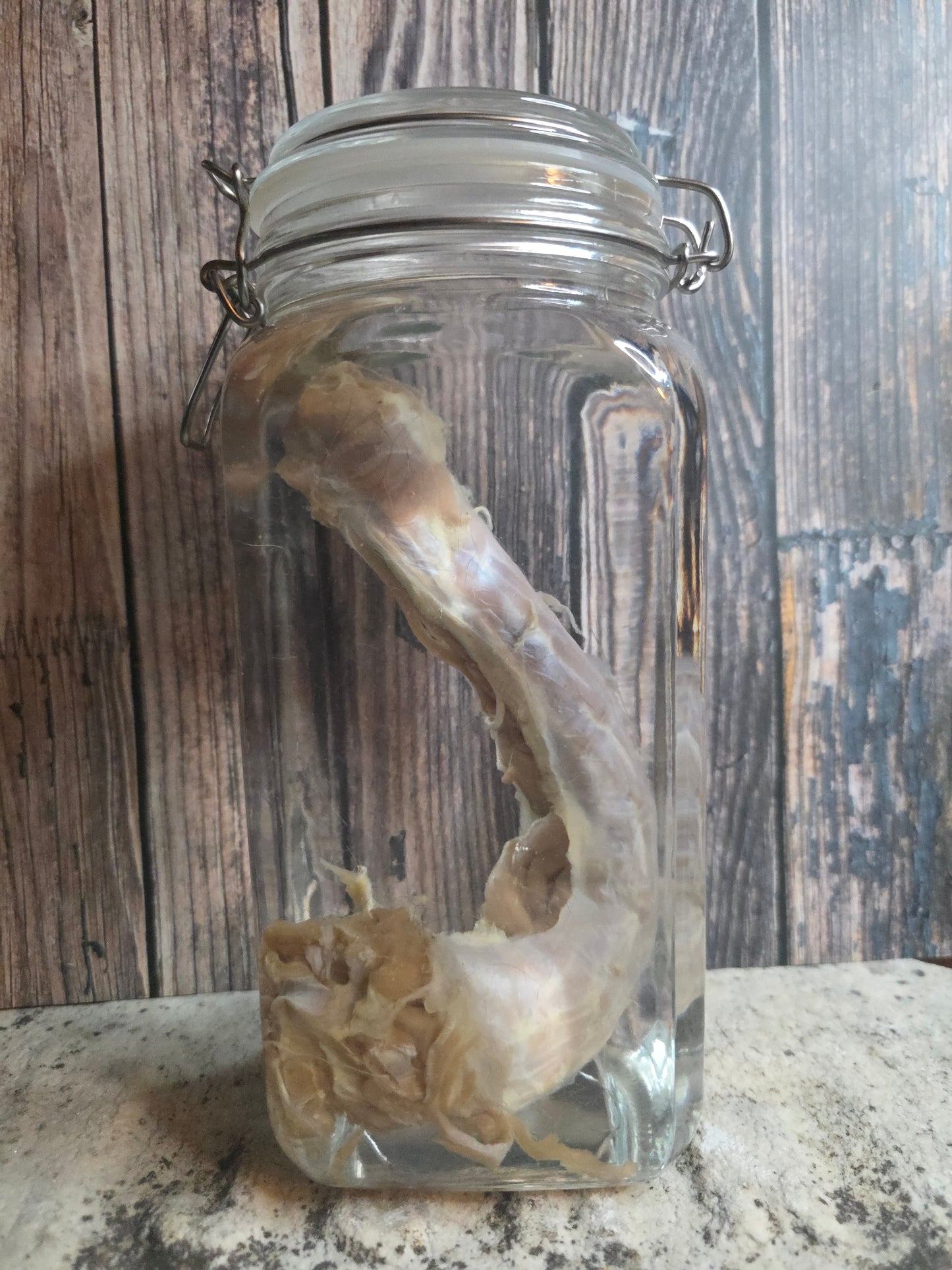 'Sasquatch's Prize Possession' Gaff Cryptid Penis Wet Specimen