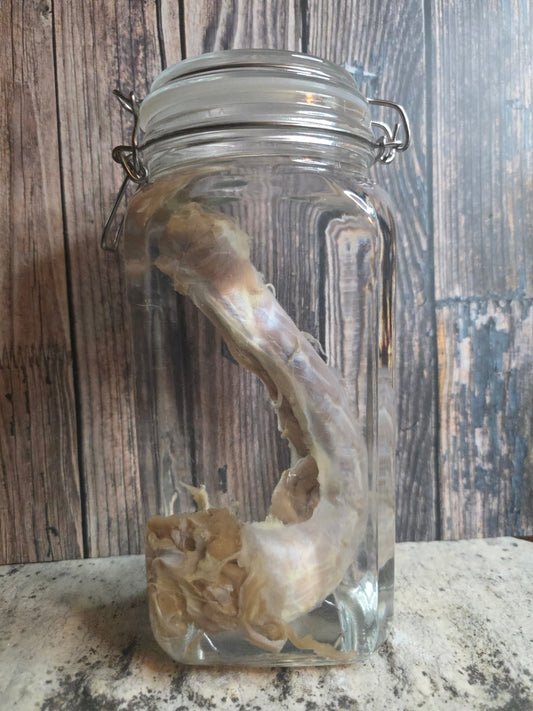 'Sasquatch's Prize Possession' Gaff Cryptid Penis Wet Specimen