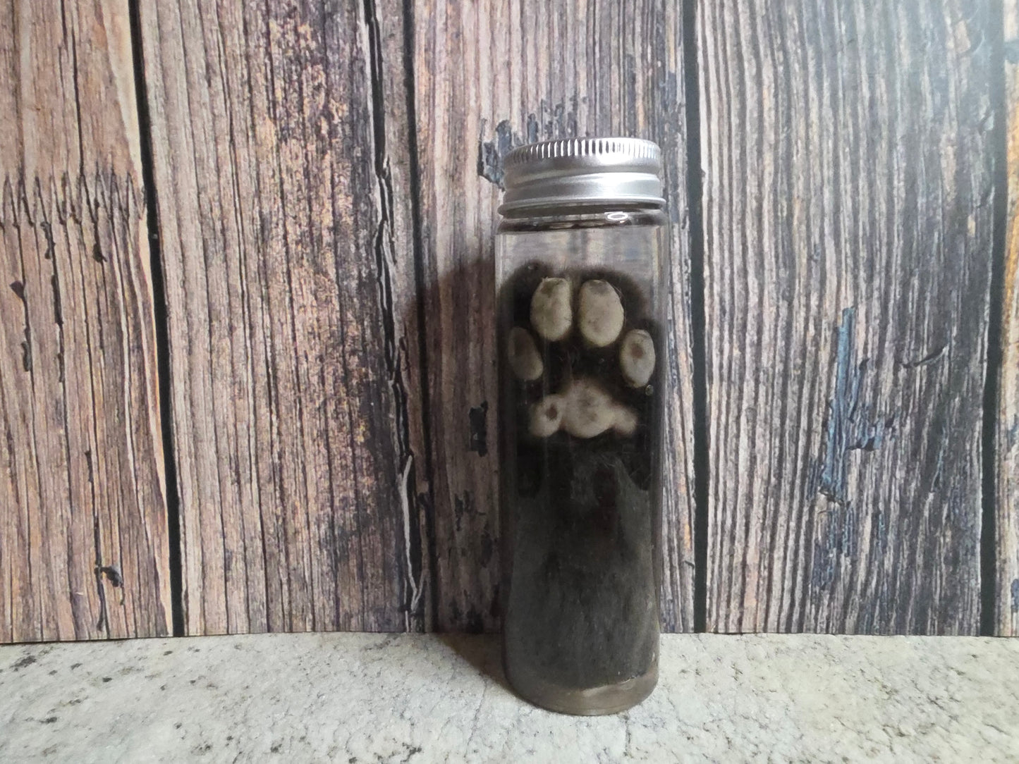 Siamese Cat Paw Wet Specimen
