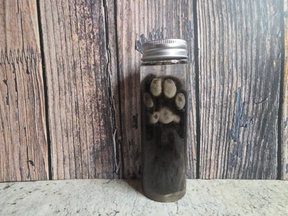 Siamese Cat Paw Wet Specimen