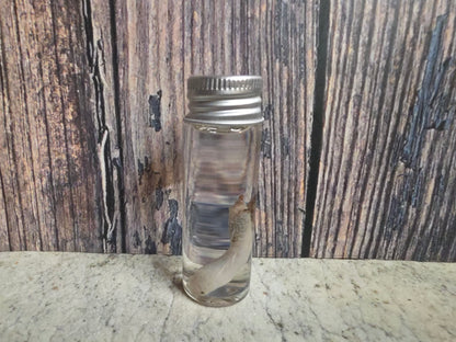 Virginia Opossum Penis Wet Specimen (#4)