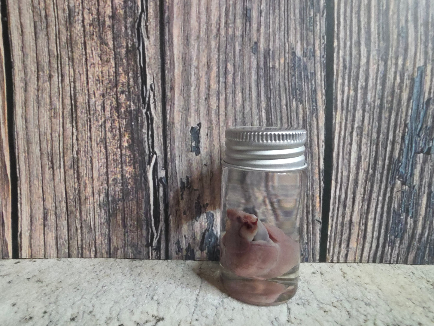 Wild Rabbit Heart Wet Specimen