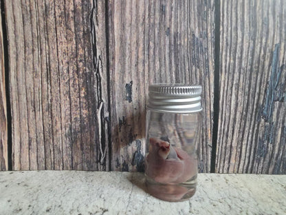 Wild Rabbit Heart Wet Specimen