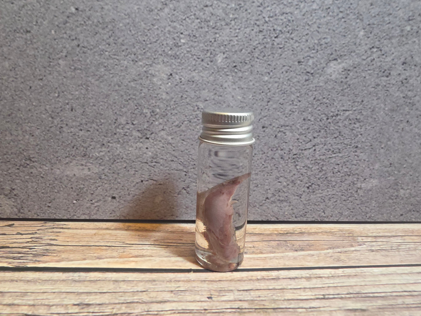 Tuxedo Kitten Tongue Wet Specimen