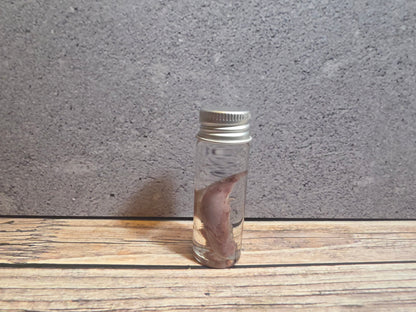 Tuxedo Kitten Tongue Wet Specimen