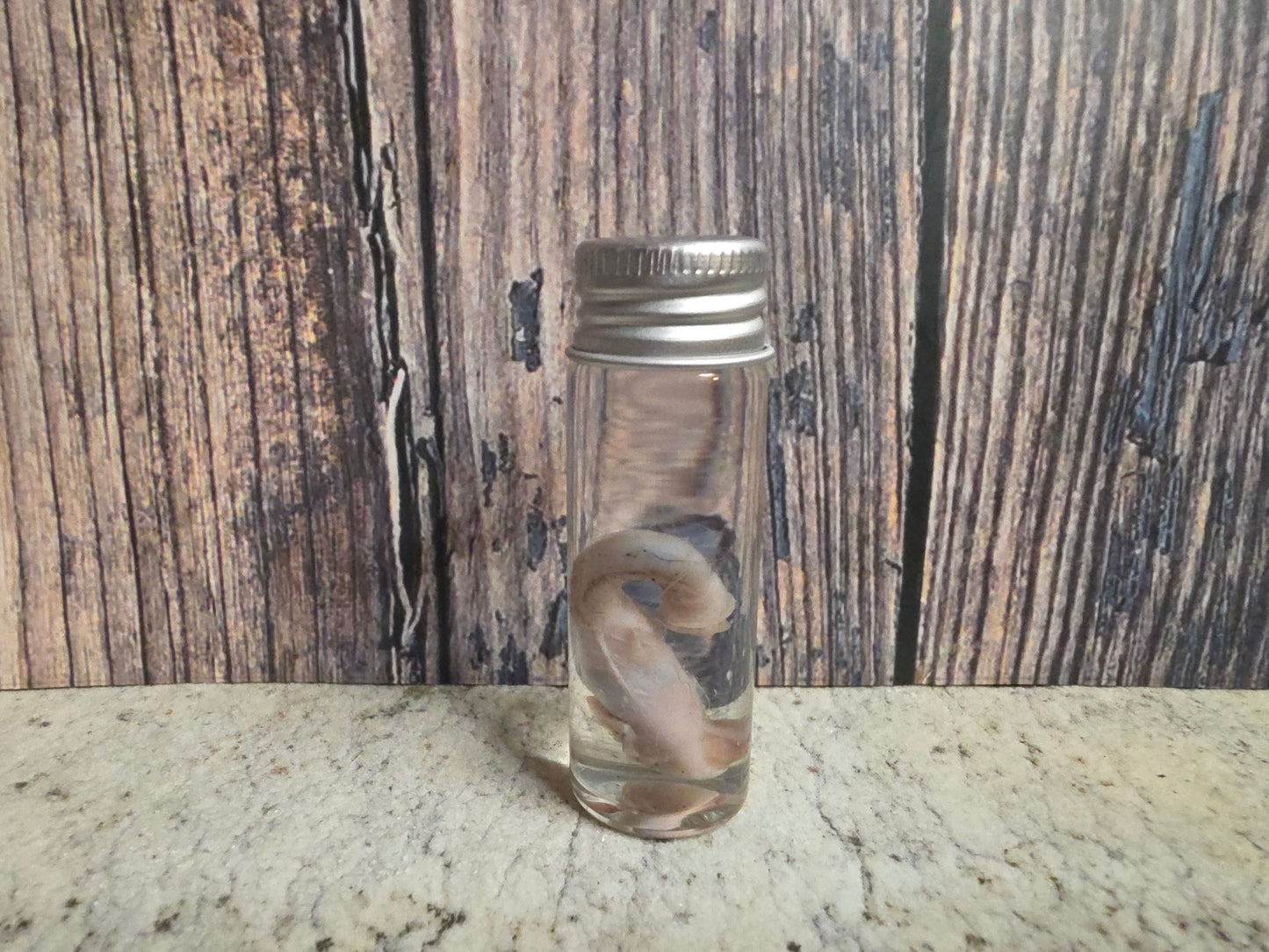 Squirrel Penis Wet Specimen (#1)