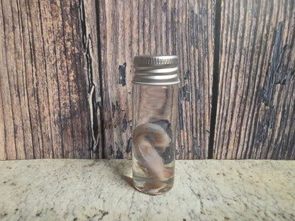 Squirrel Penis Wet Specimen (#1)