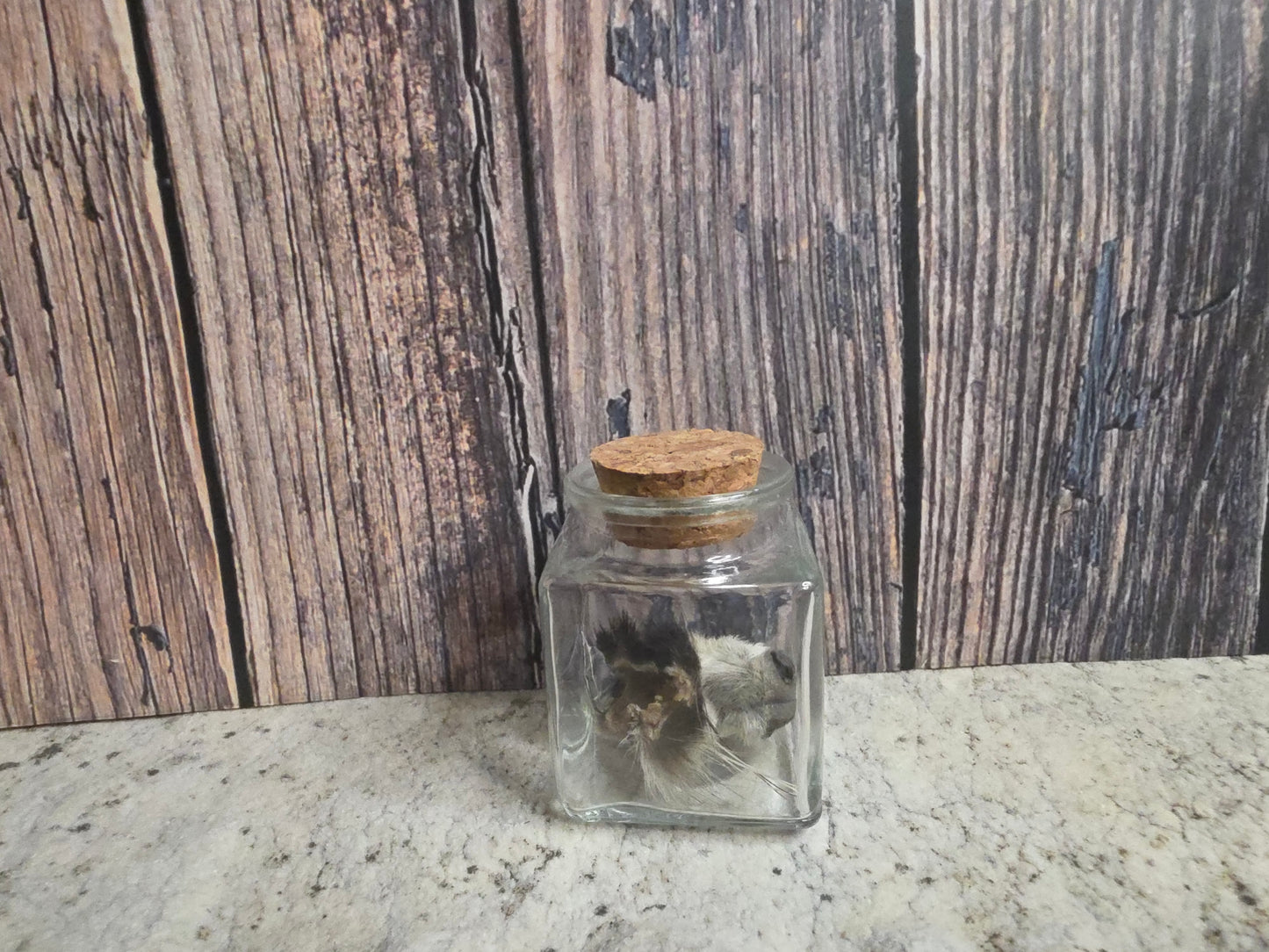 Dry Preserved Raccoon Nose Curio Vial (Cork Top)