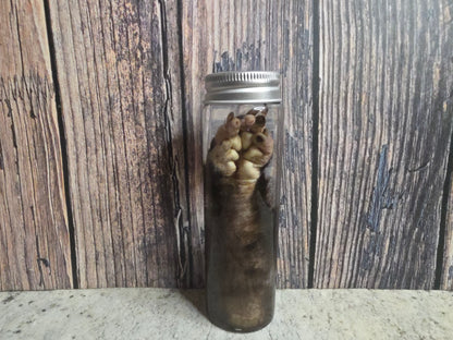 Virginia Opossum Front Paw Wet Specimen
