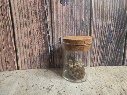 Paper Wasp Nest Curio Vial (Cork Top)