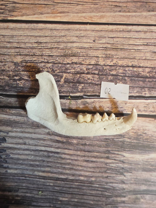 Craft Grade Raccoon Jawbone