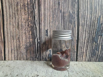 Wild Rabbit Heart Wet Specimen