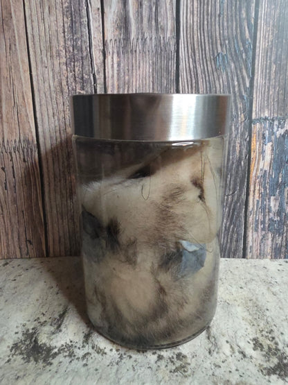 Virginia Opossum Head Wet Specimen (#4)