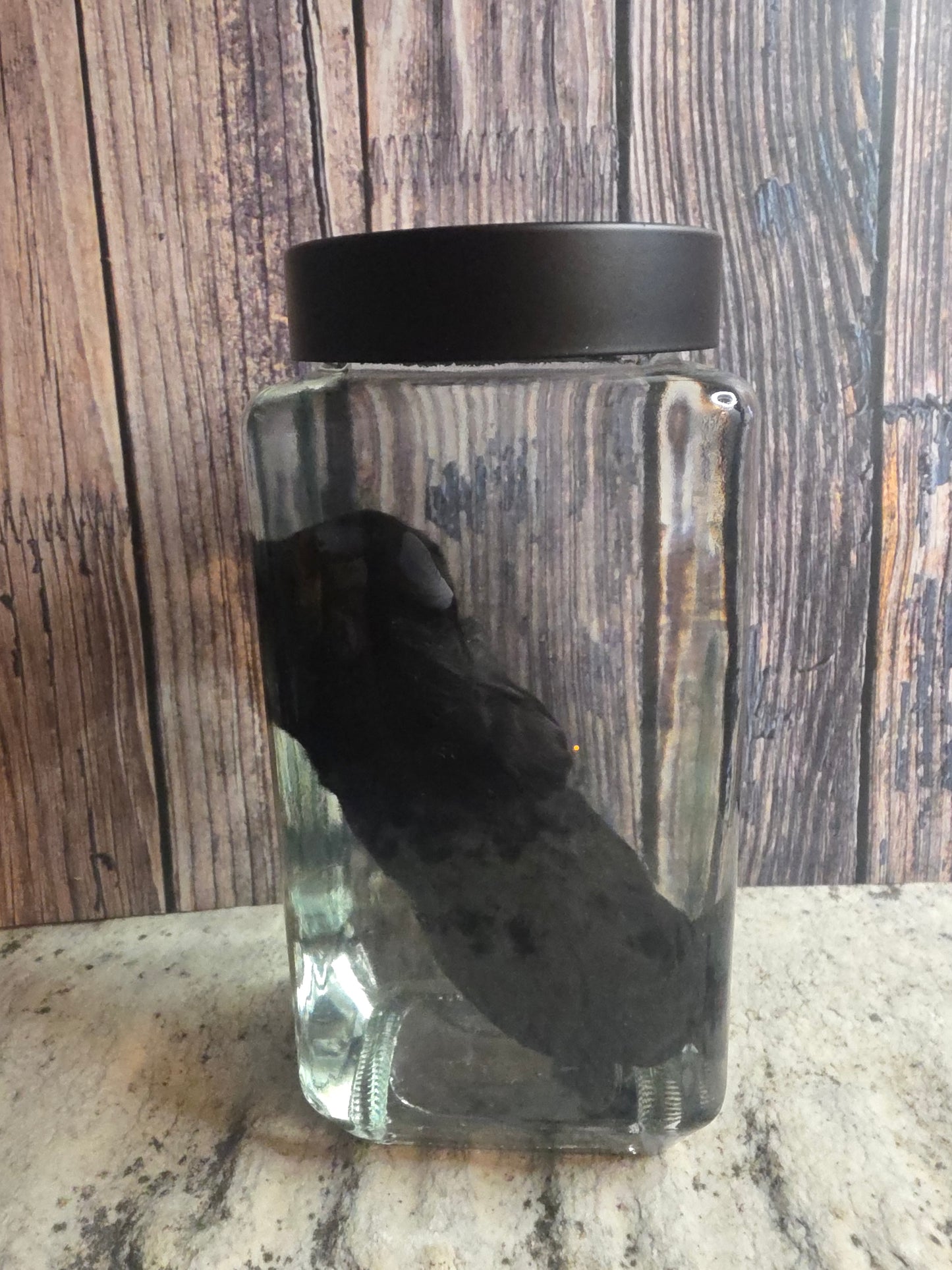 Black Chorkie Poo Stillborn Puppy Wet Specimen