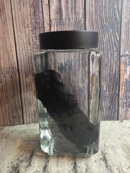 Black Chorkie Poo Stillborn Puppy Wet Specimen