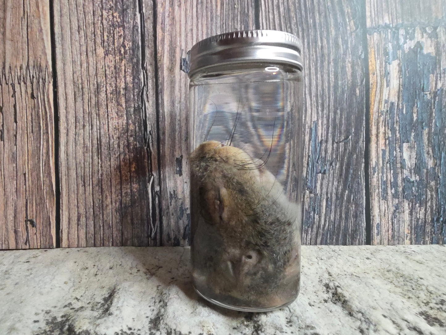 Squirrel Head Wet Specimen (#2)