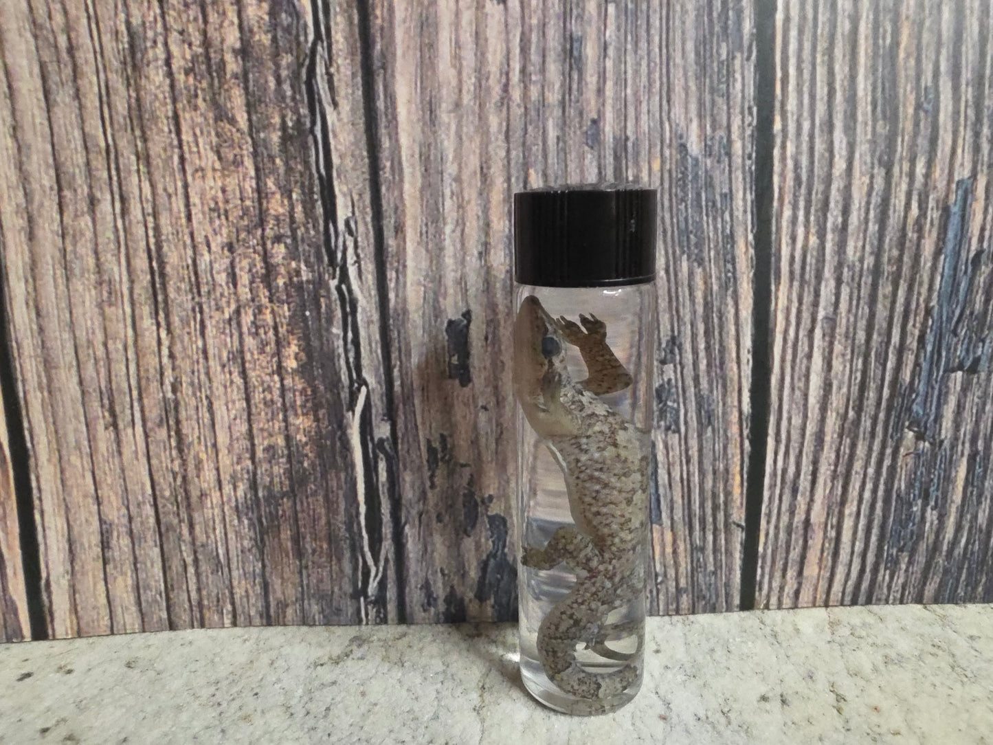Gecko Wet Specimen (#3)