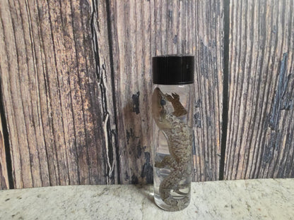 Gecko Wet Specimen (#3)