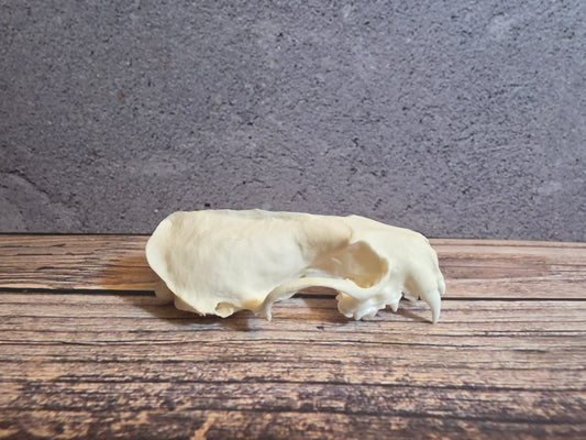 Mink Skull (Upper Half)