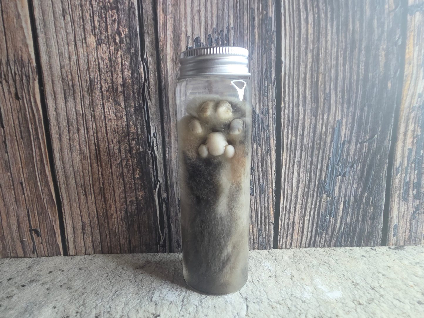 Grey Tabby Cat Paw Wet Specimen